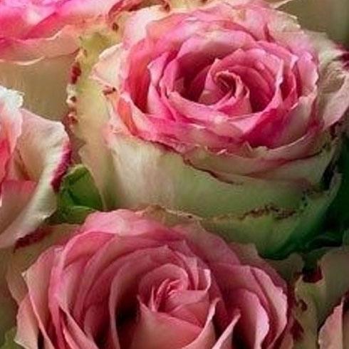 Eco flower coupon code