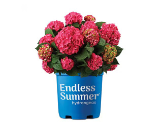 2-Gal Endless Summer Hydrangea Shrub