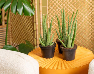 Costa Farms Aloe Vera 3pk