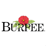 Burpee